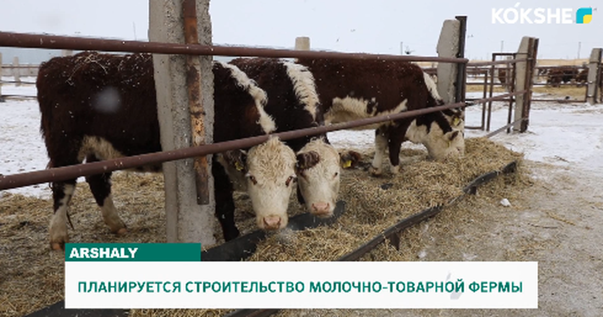 ПЛАНИРУЕТСЯ СТРОИТЕЛЬСТВО МОЛОЧНО-ТОВАРНОЙ ФЕРМЫ - Официальный сайт ...